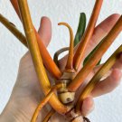 1pcs Variegated Philodendron billietiae Live Plant Beauty