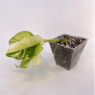1pcs Variegated Rhaphidophora tetrasperma Live Plant Beauty