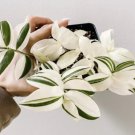 1pcs Tradescantia Fluminensis variegata Starter Plant plug Live Plant Beauty
