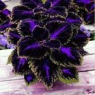 Coleus Black Blue 20 seeds Plant Beauty