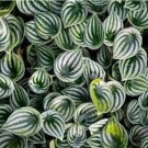 1pcs Peperomia Watermelon Starter Plant Live Plant Beauty