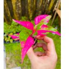 1pcs Alternanthera ‘Party Time’ Starter Plant Live Plant Beauty