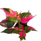 1pcs Bare root Alternanthera ‘Party Time’ Starter Plant