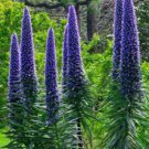10 Seeds Pride of Madeira Plant (Echium Fastuosum) Seeds