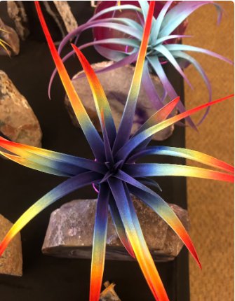 1Pcs Tillandsia Live Air Plant Bursting Unique, Bright, Paint, Enhanced Live Plant