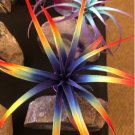 1Pcs Tillandsia Live Air Plant Bursting Unique, Bright, Paint, Enhanced Live Plant