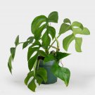 20 Seeds Plant Rhaphidophora tetrasperma | Mini Monstera | Ginny Philodendron not Variegated