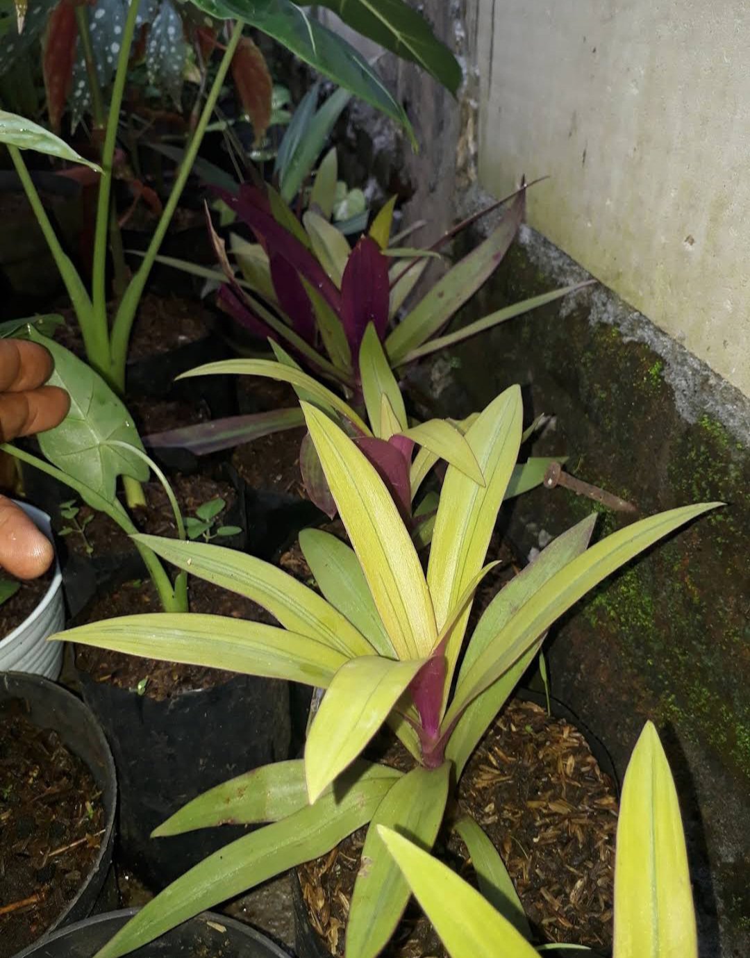 1Pcs Sitara's Gold Tradescantia spathacea Live Houseplant Easy Care Live Plant