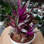1Pcs Dwarf Oyster Plant Variegated Flower Live Houseplant Easy Care Live Plant
