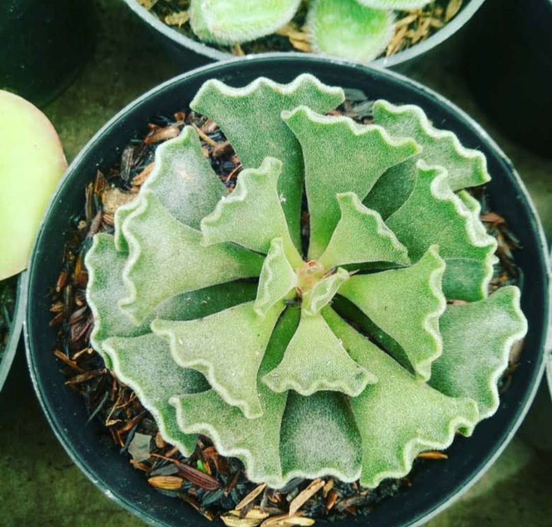 1Pcs Adromischus Succulent Plant Cacti Flower Live Houseplant Easy Care Live Plant
