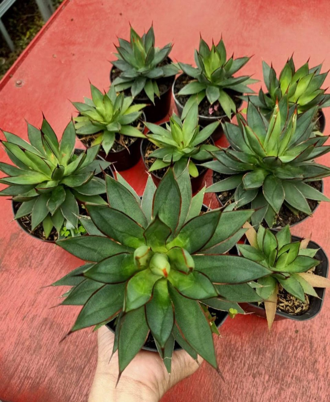 1Pcs Agave Burnt Burgundy Cacti Flower Live Houseplant Easy Care Live Plant