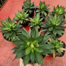 1Pcs Agave Burnt Burgundy Cacti Flower Live Houseplant Easy Care Live Plant