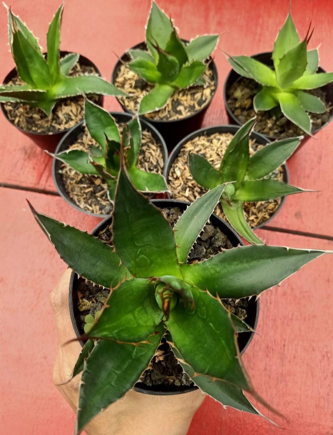 1Pcs Agave Titanota Succulent cacti Flower Live Houseplant Easy Care Live Plant