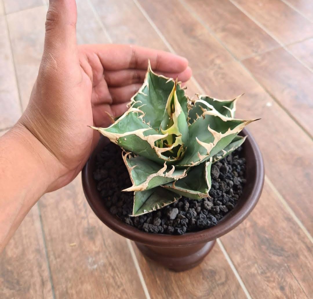 1Pcs Agave titanota Very rare Flower Live Houseplant Easy Care Live Plant