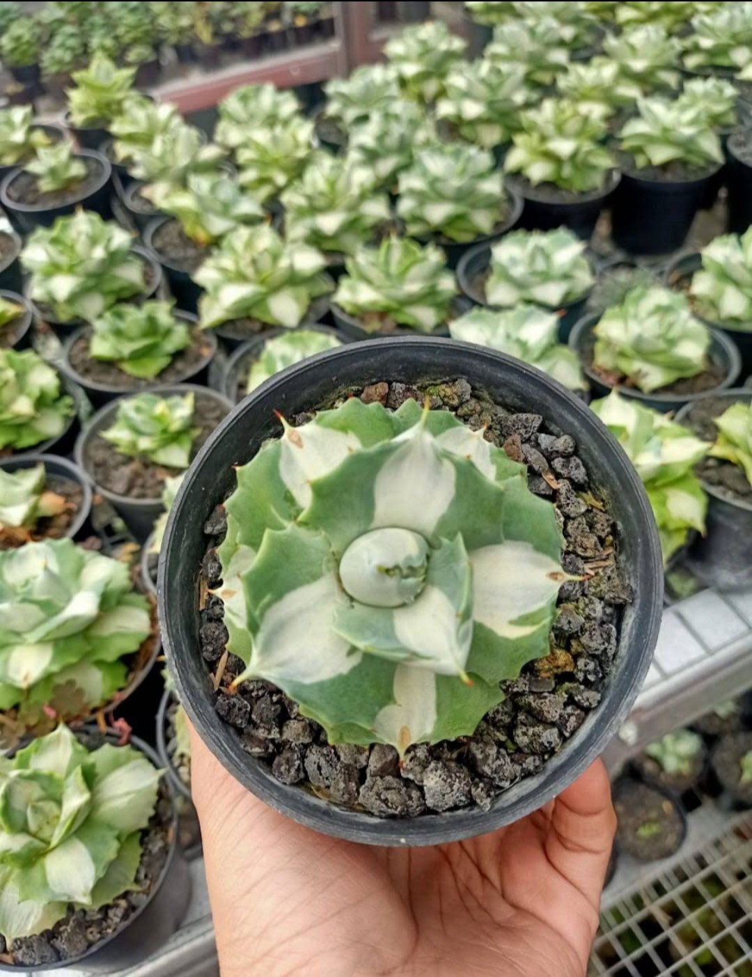 1Pcs Dwarf Agave potatorum medio picta alba rare Flower Live Houseplant Easy Care Live Plant