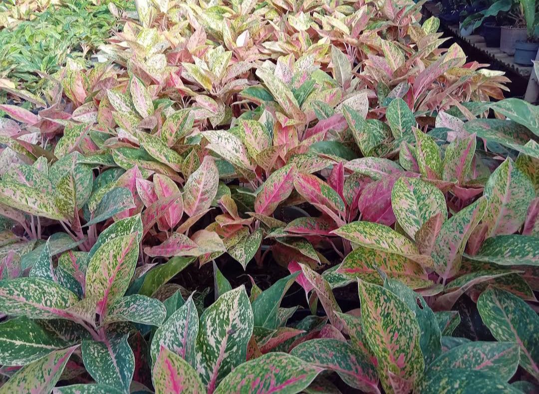 1Pcs Star shining Chinese Evergreen Aglaonema rare Flower Live Houseplant Easy Care Live Plant