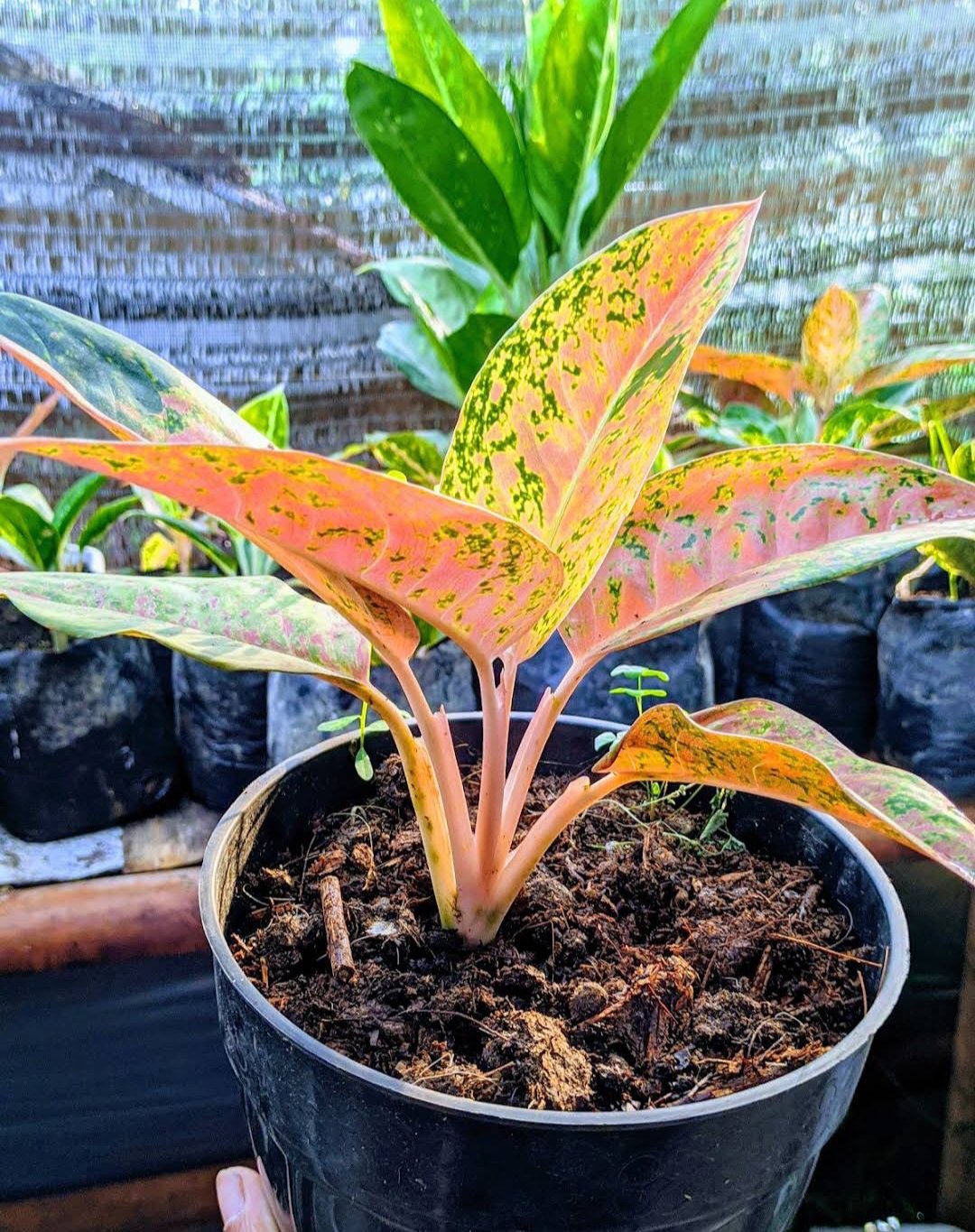 1Pcs Pink Aglaonema Chinese Evergreen rare Flower Live Houseplant Easy Care Live Plant