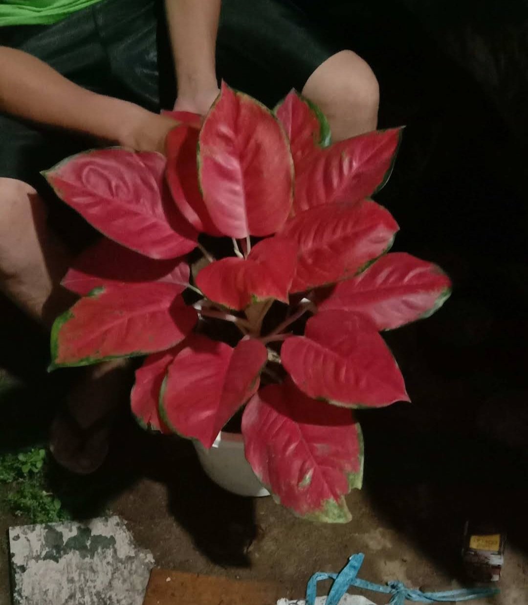 1Pcs Ultra Red Suksom Jaipong rare Flower Live Houseplant Easy Care Live Plant