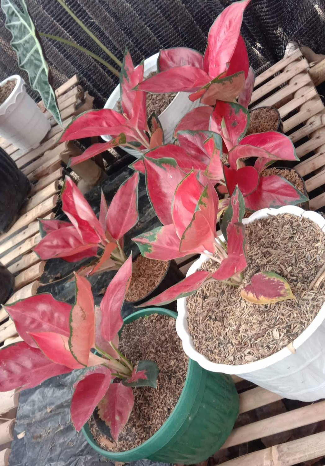 1Pcs Aglonema Lucky Red rare Flower Live Houseplant Easy Care Live Plant