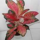 1Pcs Aglaonema ‘Red King’ Rare Flower Live Houseplant Easy Care Live Plant