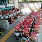 1Pcs Variegated Aglaonema ‘Suksom’ Rare Flower Live Houseplant Easy Care Live Plant