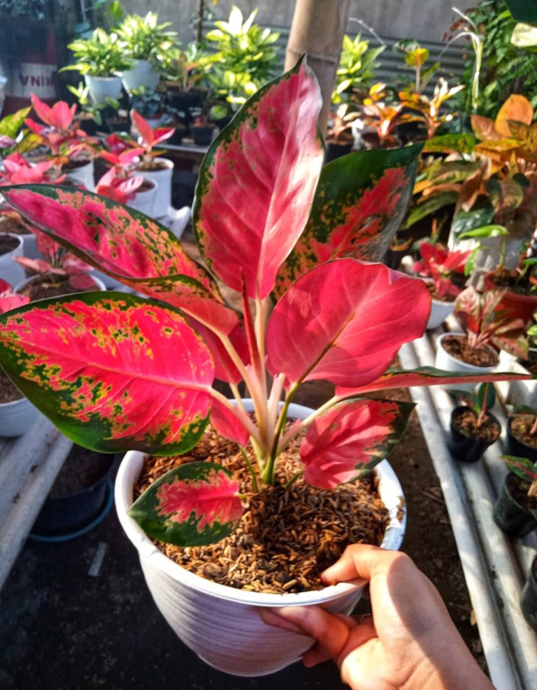 1Pcs Aglaonema Green Red Chinese Evergreen Rare Flower Live Houseplant Easy Care Live Plant