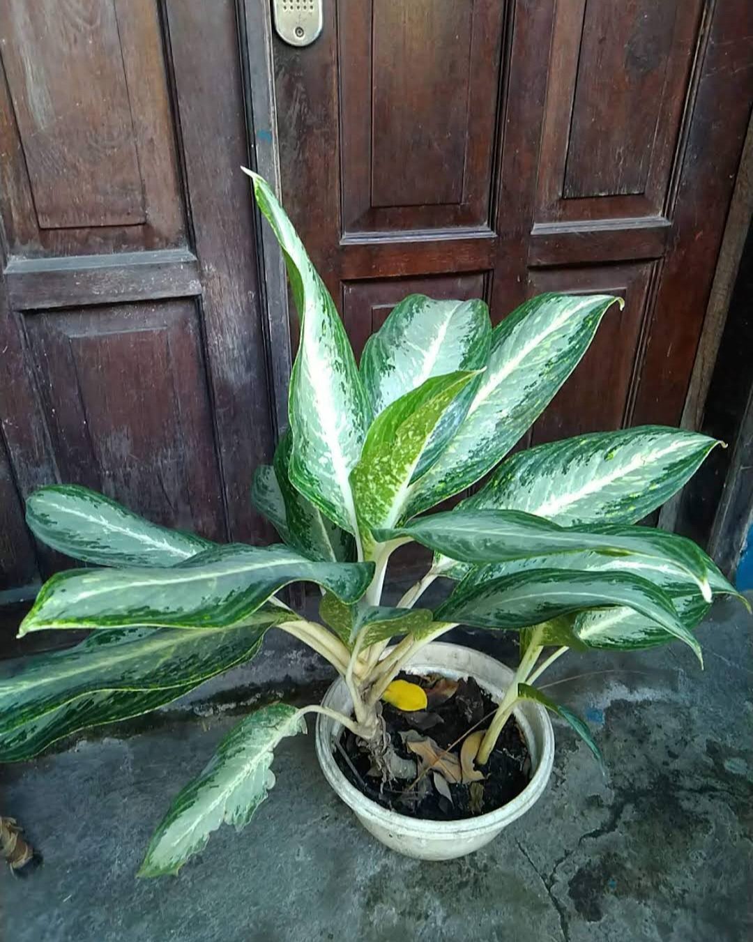 1Pcs Aglaonema White Rain Rare Flower Live Houseplant Easy Care Live Plant
