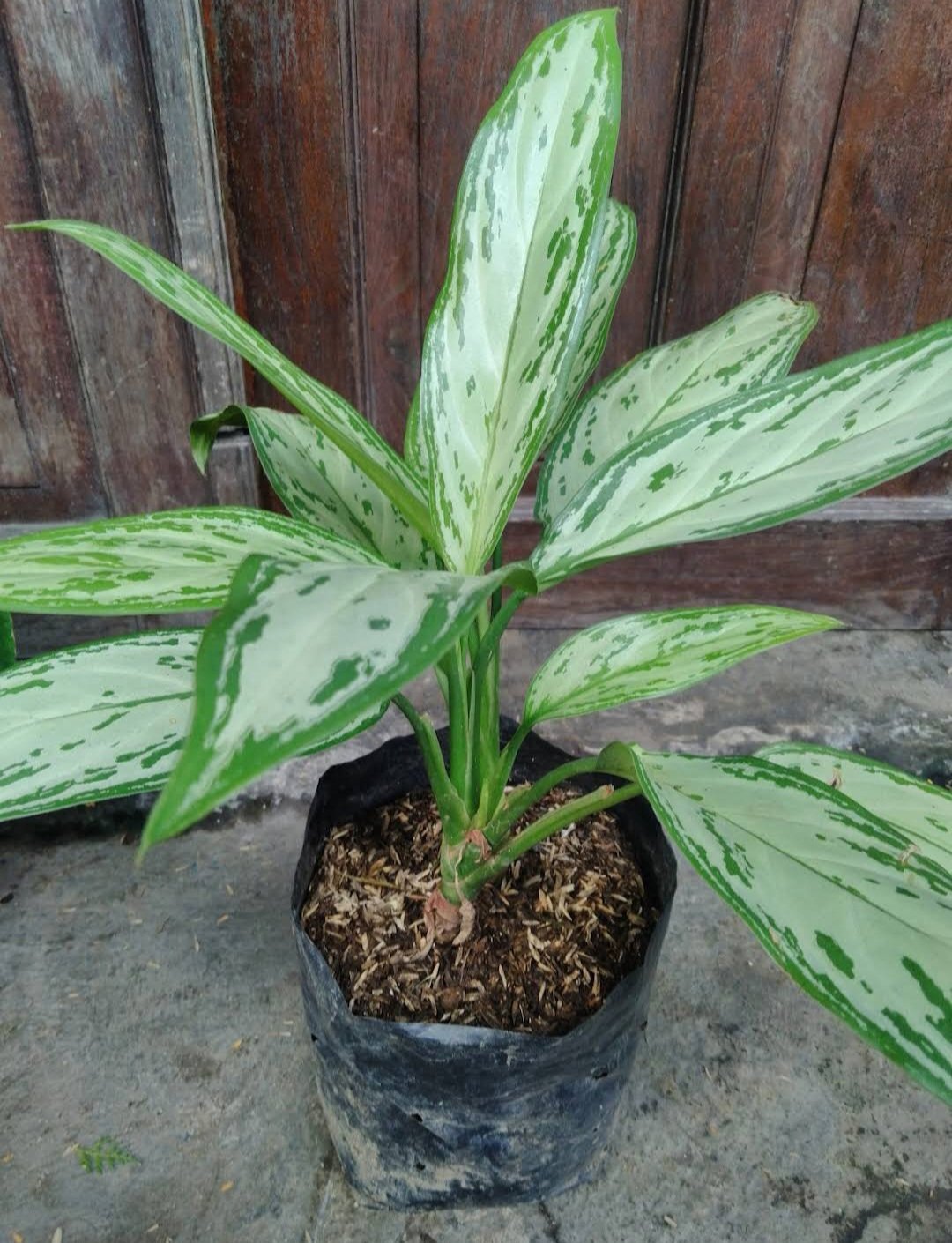 1Pcs Aglaonema Nitidum Silver Rare Flower Live Houseplant Easy Care Live Plant