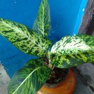 1Pcs Dieffenbachia Reflector Rare Flower Live Houseplant Easy Care Live Plant