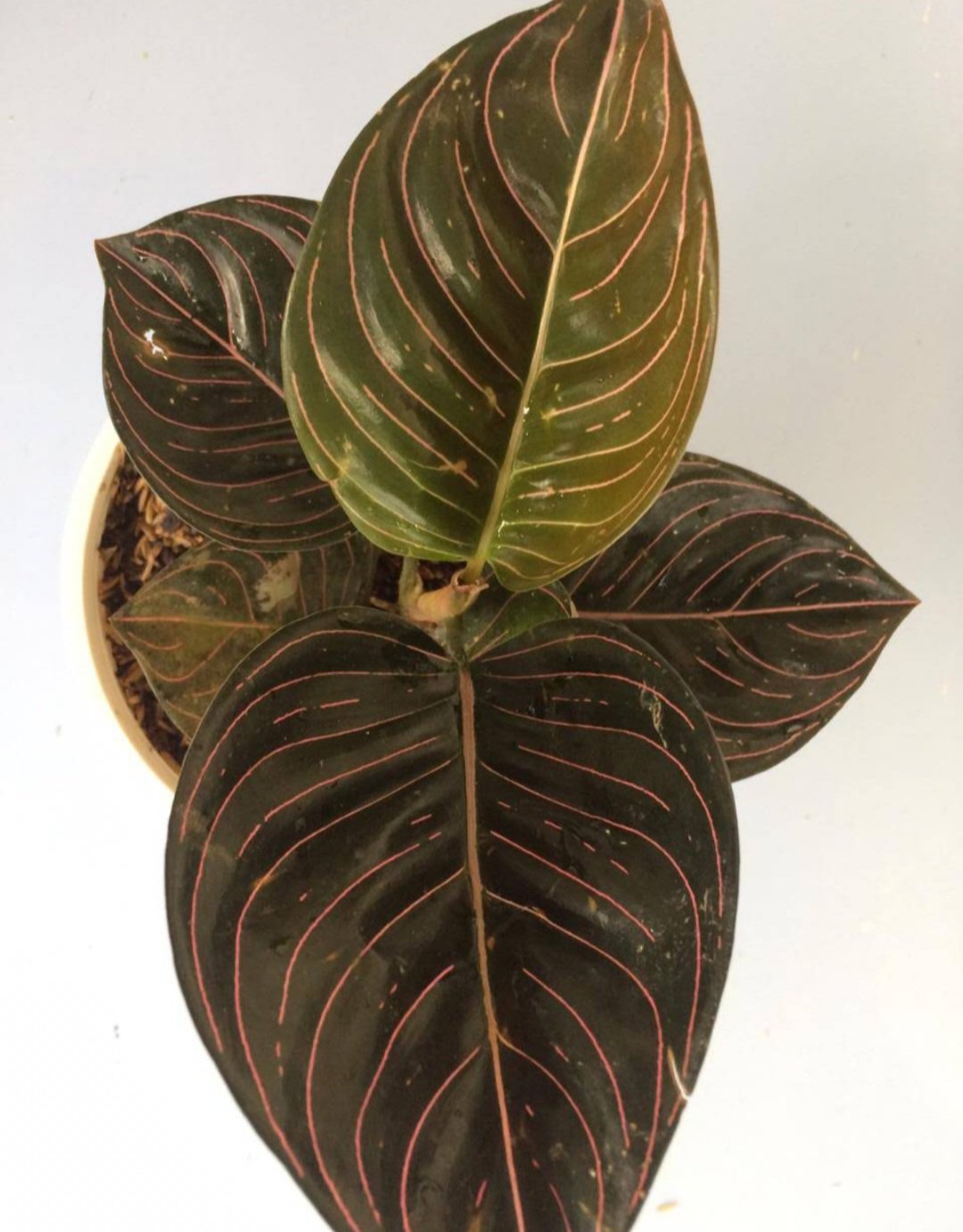1Pcs Aglaonema Chocolate Rare Flower Live Houseplant Easy Care Live Plant