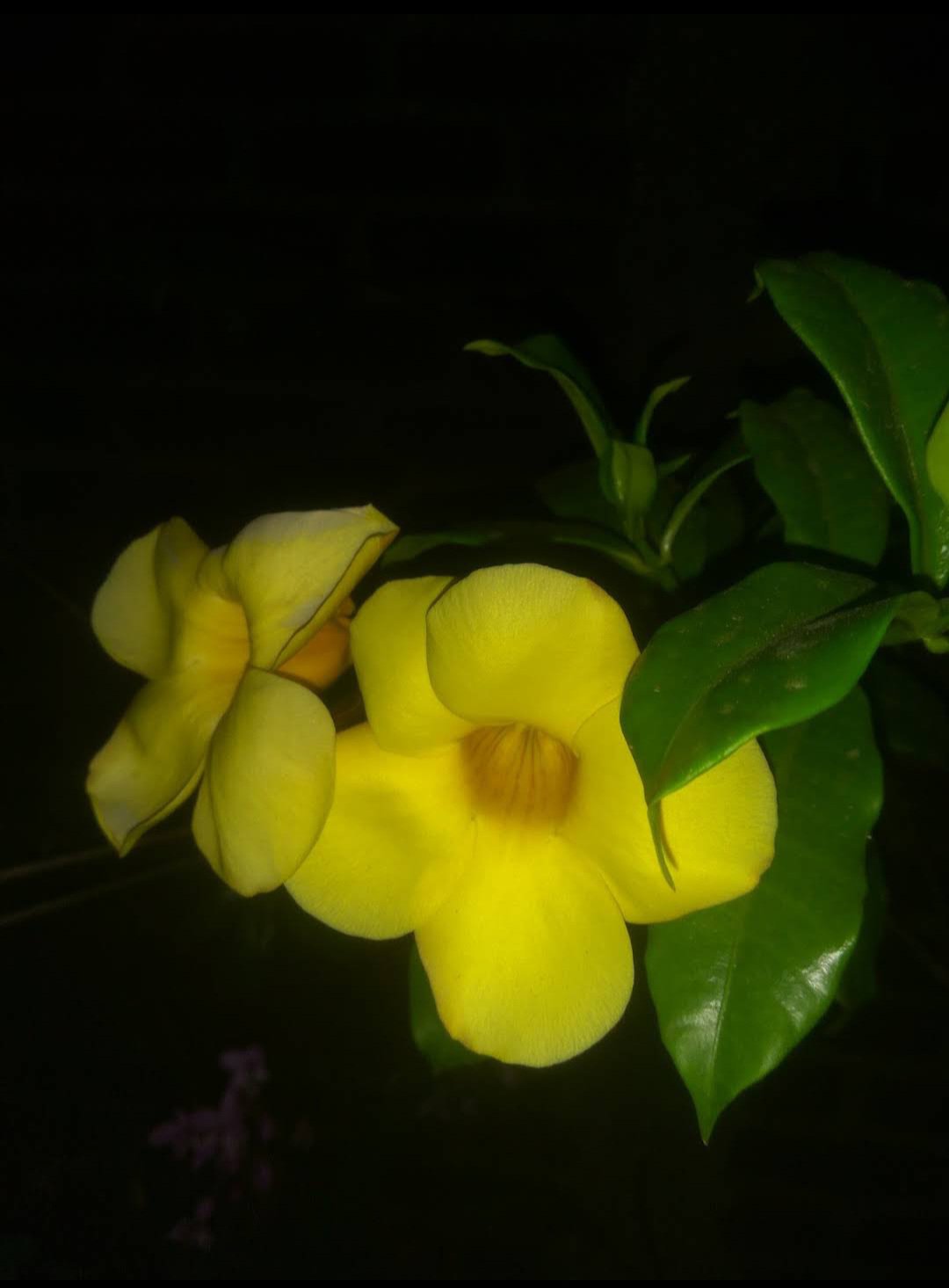 1Pcs Allamanda Yellow Bell Rare Flower Live Houseplant Easy Care Live Plant