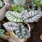 1Pcs Alocasia silver dragon Rare Flower Live Houseplant Easy Care Live Plant