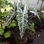 1Pcs African Mask Alocasia Polly Rare Flower Live Houseplant Easy Care Live Plant