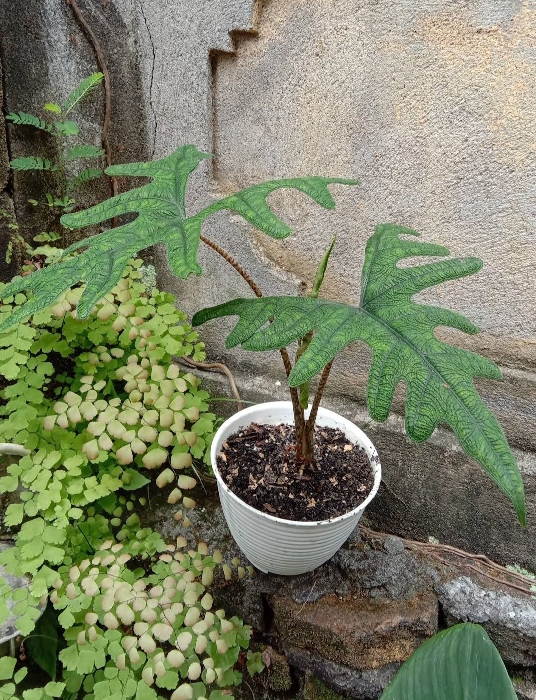 1Pcs Alocasia Jacklyn Rare Flower Live Houseplant Easy Care Live Plant