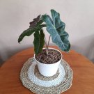 1Pcs Alocasia pseudo sanderiana Rare Flower Live Houseplant Easy Care Live Plant