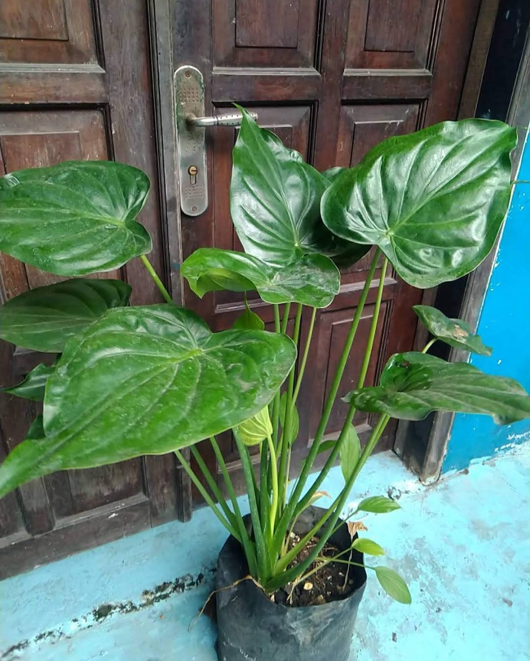 1Pcs Alocasia Cucullata Rare Flower Live Houseplant Easy Care Live Plant