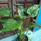 1Pcs Alocasia Cucullata Rare Flower Live Houseplant Easy Care Live Plant