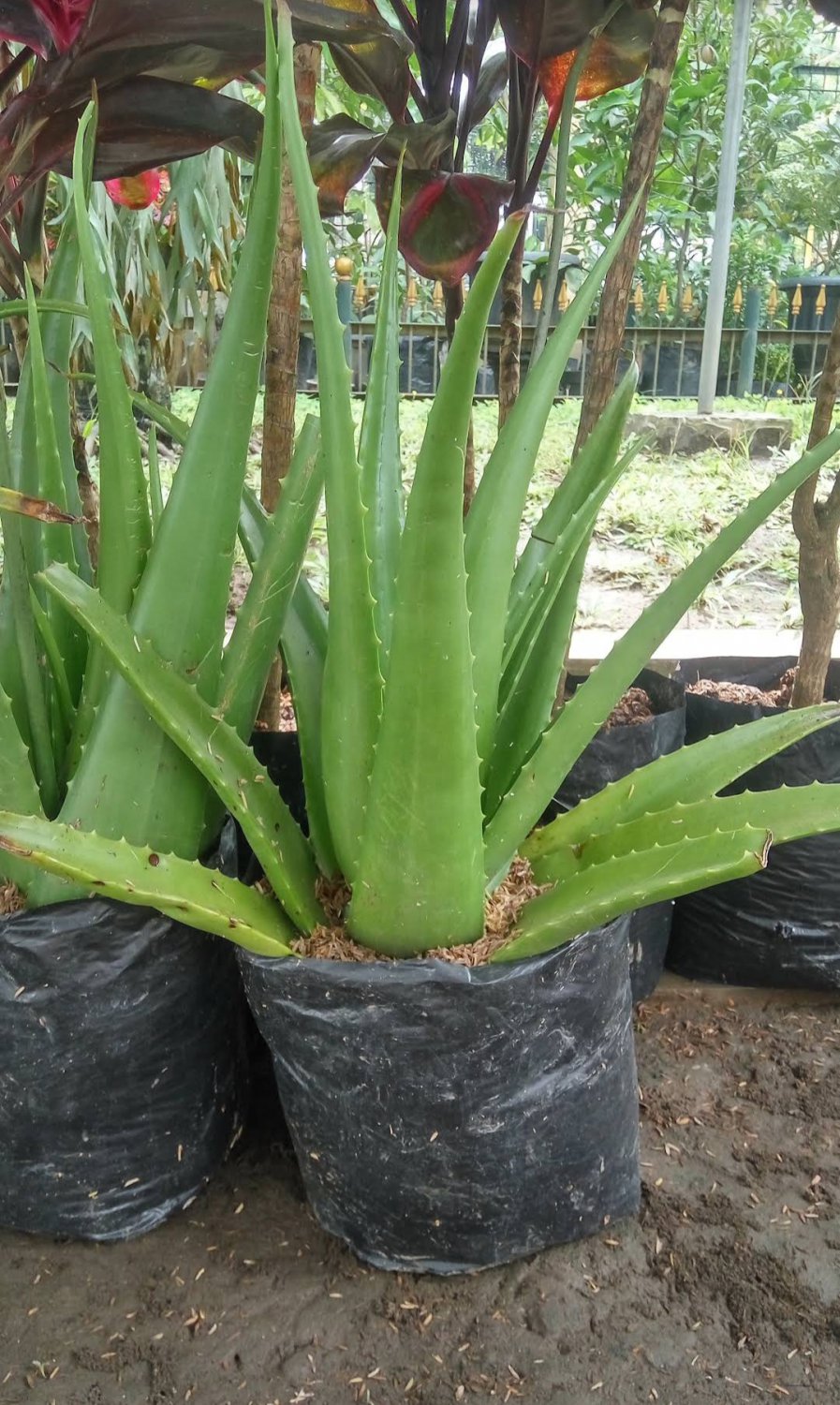 1Pcs Aloe Vera Rare Flower Live Houseplant Easy Care Live Plant