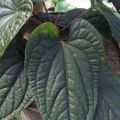 Anthurium luxurians Plant Rare Flower Live Houseplant Easy Care Live Plant