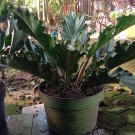 Anthurium Plowmanii Plant Rare Flower Live Houseplant Easy Care Live Plant