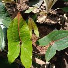 Cyrtosperma Johnstonii Alocasia Plant Rare Flower Live Houseplant Easy Care Live Plant