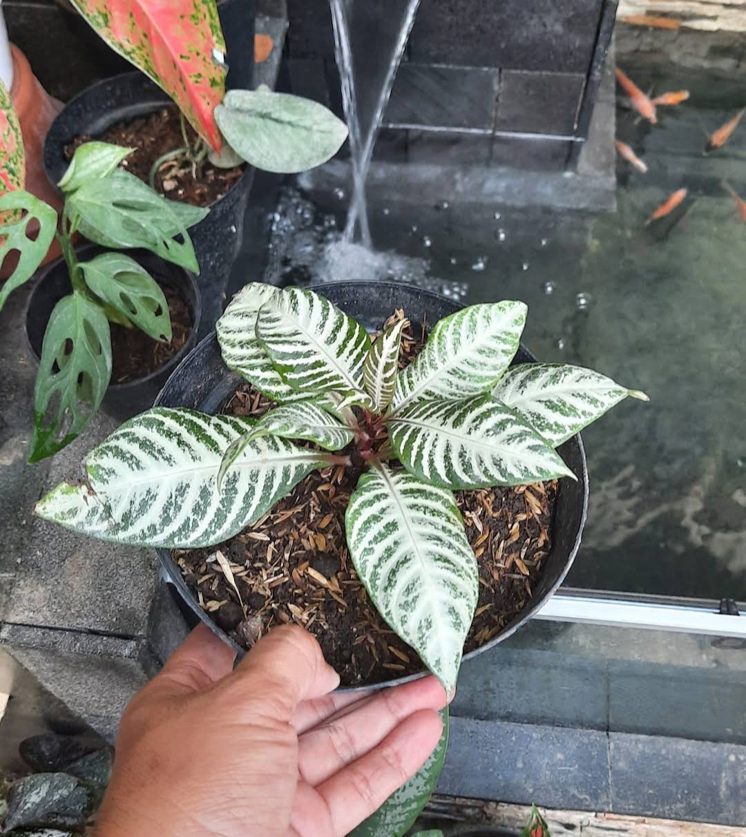 Snow White Zebra Aphelandra Plant Rare Flower Live Houseplant Easy Care Live Plant