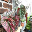 Begonia brevirimosa subsp. Exotica Flower Home Plant Rare Live Garden plant Easy Care Live Plant