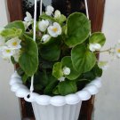 White Begonia Flower Home Plant Rare Live Garden plant Easy Care Live Plant