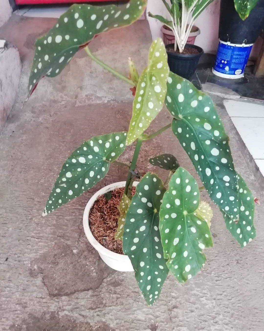 Begonia Maculata Polka Dot Flower Home Plant Rare Live Garden plant Easy Care Live Plant