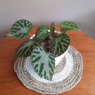 Begonia Silver Jewell Flower Home Plant Rare Live Garden plant Easy Care Live Plant