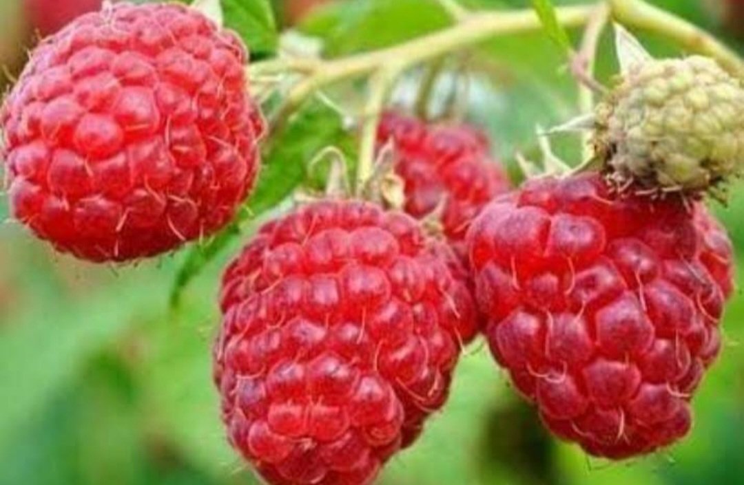 Raspberry "Heritage" Everbearing Fruit Home Plant Rare Live Garden plant Easy Care Live Plant