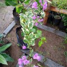 Princess Magic Bougainvillea Variegated Flower Plant Live Garden plant Easy Care Live Plant