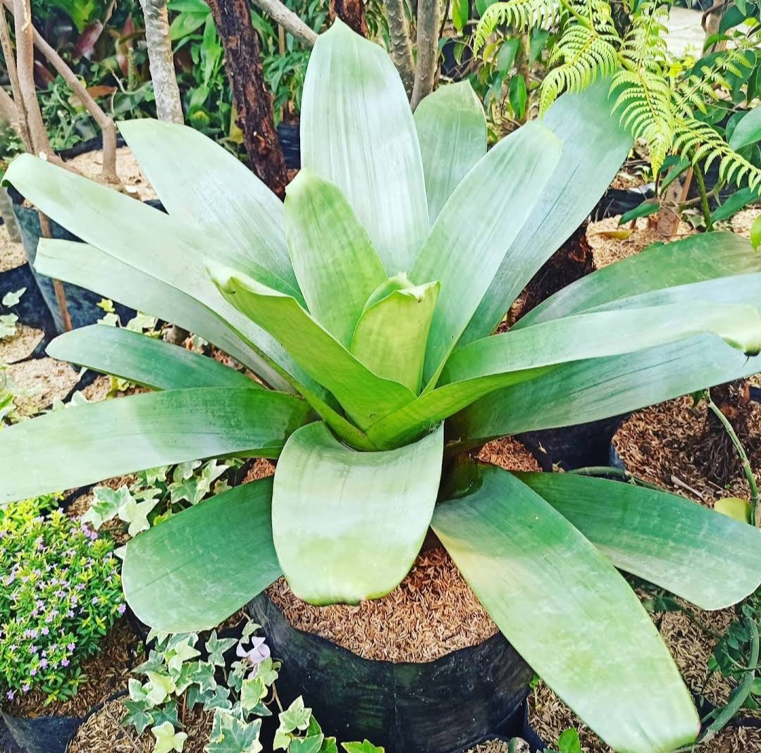 Alcantarea imperialis Bromeliad Flower Home Rare Plant Live Garden plant Easy Care Live Plant