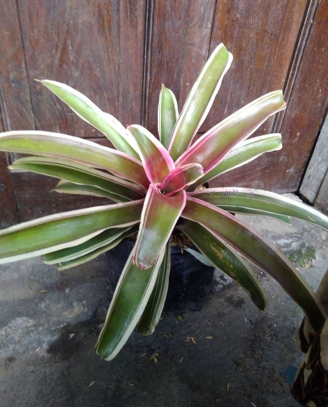 Bromeliad Franca Variegated Flower Home Rare Plant Live Garden plant Easy Care Live Plant